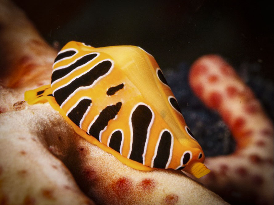 Cuspivolva tigris